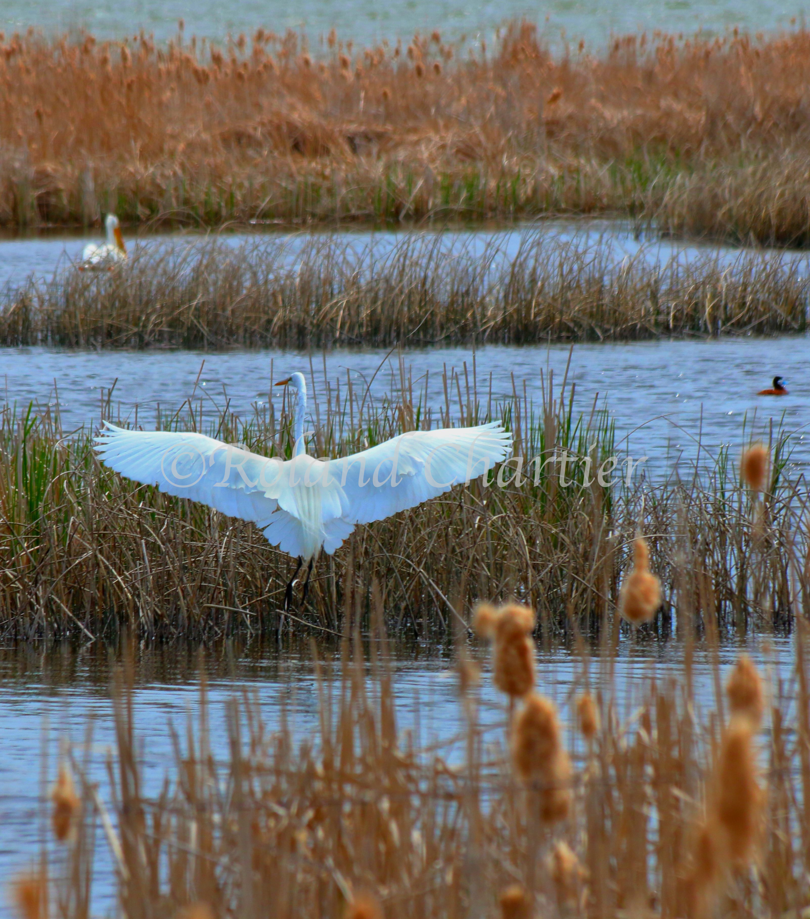 A picture from behind of a swan taking flight from a marsh